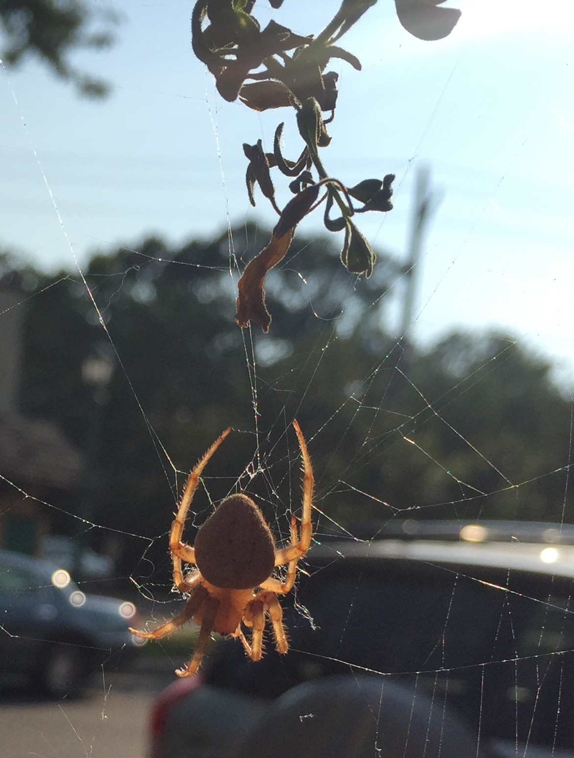 spider at cafe.jpg